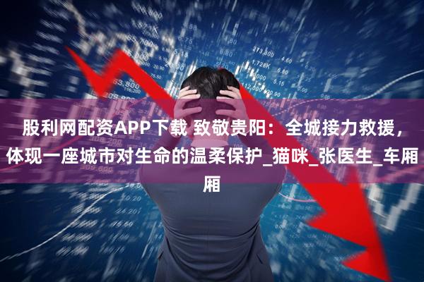 股利网配资APP下载 致敬贵阳：全城接力救援，体现一座城市对生命的温柔保护_猫咪_张医生_车厢
